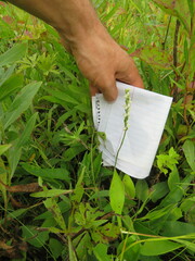 Spiranthes casei casei