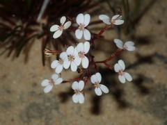 Stylidium kalbarriense