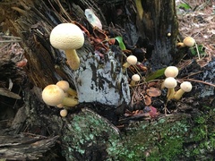 Pleuroflammula multifolia