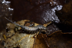 Nesomachilis
