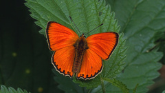 Lycaena virgaureae