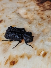 Bolitotherus cornutus