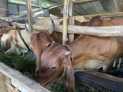Bos taurus