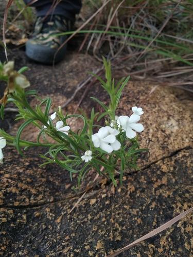 Image of Striga angustifolia by (c) Karthik Thrikkadeeri, some rights reserved (CC BY)