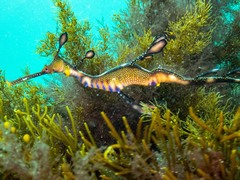 Phyllopteryx taeniolatus