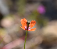 Papaver dubium