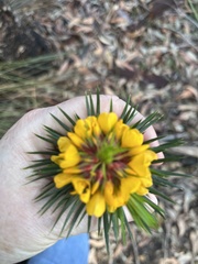 Pultenaea stipularis