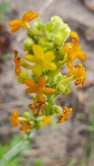 Manulea tomentosa