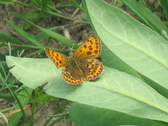Lycaena virgaureae