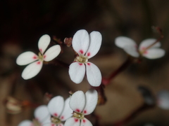 Stylidium kalbarriense