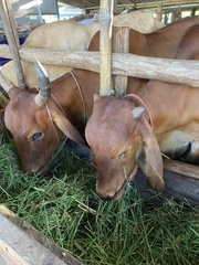 Bos taurus