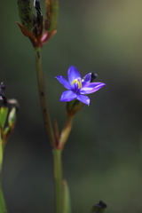 Aristea ecklonii