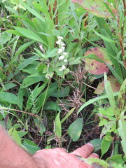 Spiranthes casei casei