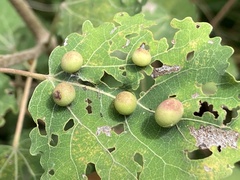 Harmandiola tremulae