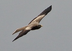 Milvus migrans parasitus