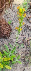 Manulea tomentosa