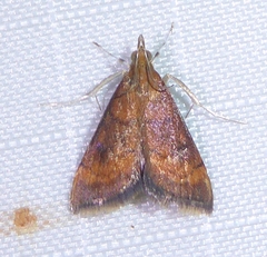 Pyrausta rubricalis