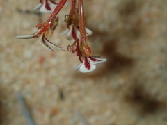 Stylidium kalbarriense