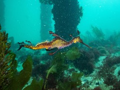 Phyllopteryx taeniolatus