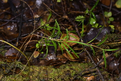 Dendrobium cunninghamii