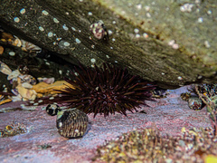 Heliocidaris erythrogramma