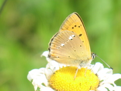 Lycaena virgaureae