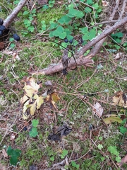 Actaea spicata