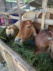 Bos taurus