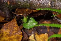 Corybas cheesemanii