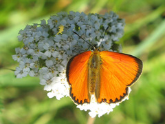 Lycaena virgaureae
