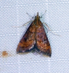 Pyrausta rubricalis