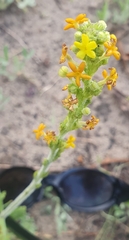 Manulea tomentosa