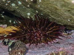 Heliocidaris erythrogramma