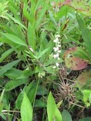 Spiranthes casei casei