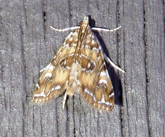 Elophila gyralis