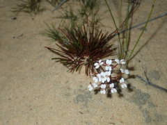 Stylidium kalbarriense