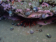 Heliocidaris tuberculata