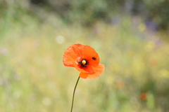 Papaver