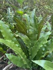 Asplenium scolopendrium