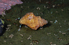 Pagurixus jerviensis