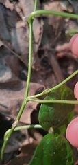 Convolvulaceae
