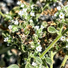 Heliotropium europaeum