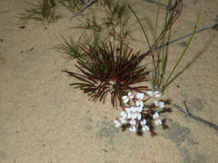 Stylidium kalbarriense