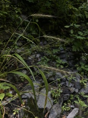 Elymus riparius