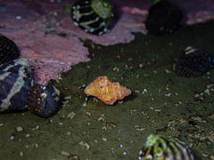 Pagurixus jerviensis