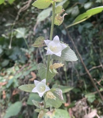 Campanula alliariifolia