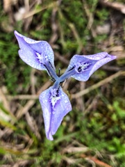 Moraea tripetala