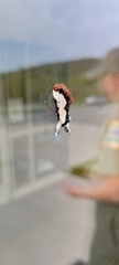 Eudryas unio