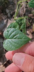Convolvulaceae