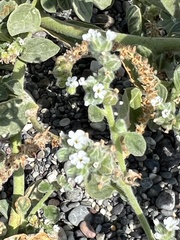 Heliotropium europaeum